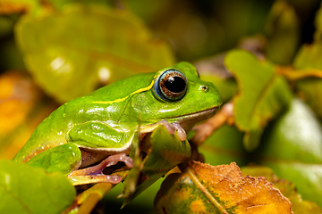 Image showing Boophis occidentalis, Andringitra National Park, Madagascar wildlife