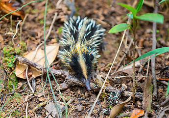 Image showing Lowland Streaked Tenrec, Hemicentetes Semispinosus, Madagascar wildlife