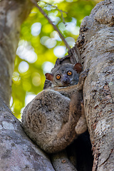 Image showing Randrianasolo's sportive lemur, Lepilemur randrianasoloi. Tsingy de Bemaraha. Madagascar wildlife