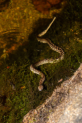 Image showing Malagasy Cat-eyed Snake, Madagascarophis colubrinus, Andringitra National Park, Madagascar