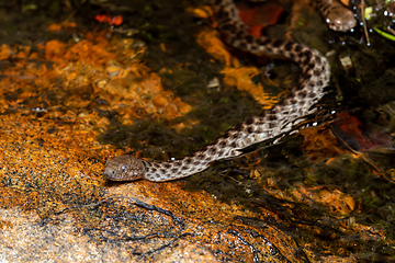 Image showing Malagasy Cat-eyed Snake, Madagascarophis colubrinus, Andringitra National Park, Madagascar