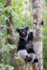 Image showing Lemur Indri, Madagascar wildlife