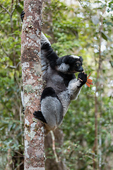 Image showing Lemur Indri, Madagascar wildlife