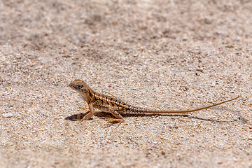 Image showing Chalarodon madagascariensis, Nosy Ve, Madagascar wildlife animal