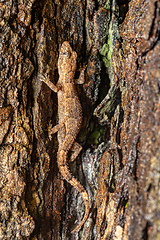 Image showing Hemidactylus mercatorius, Tsingy de Bemaraha, Madagascar wildlife