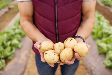 Image showing Hands, potato or farmer outdoor on a farm or vegetable garden. Zoom in of a man hand with sustainable and healthy food with agriculture or farming worker with fresh harvest vegetables crops in spring