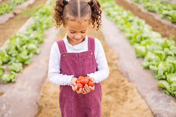 Image showing Farm, tomato and sustainability with a girl holding vegetables in a greenhouse for organic agriculture. Food, kids and growth with a female child on agricultural farmland in the harvest season