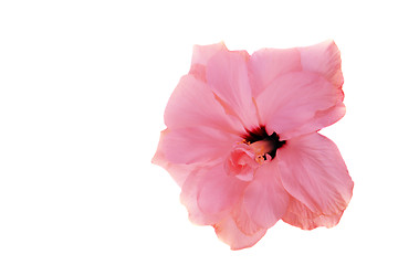 Image showing Pink hibiscus isolated on the white background