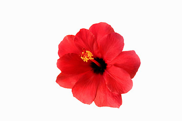 Image showing red hibiscus isolated on the white background
