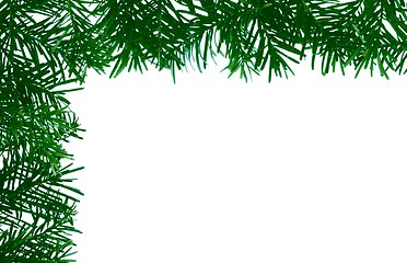 Image showing Detail of coniferous - frame