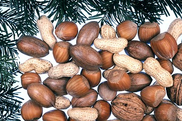 Image showing Detail of coniferous and nuts  - frame