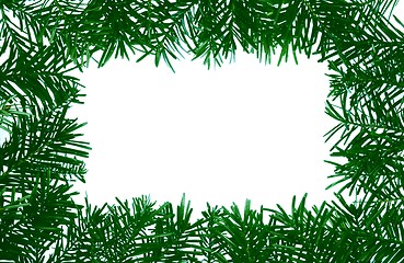 Image showing Detail of coniferous - frame