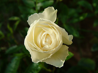 Image showing yellow rose bud