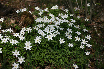 Image showing wood-anemone