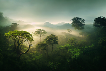 Image showing Misty jungle rainforest from above in the morning. Tropical fore