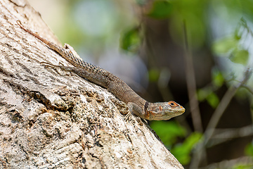 Image showing Cuvier's Madagascar Swift, Oplurus cuvieri, Tsingy de Bemaraha. Madagascar wildlife