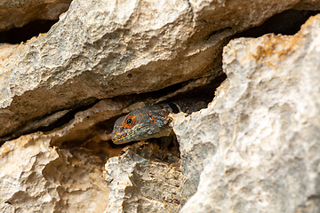 Image showing Cuvier's Madagascar Swift, Oplurus cuvieri, Tsingy de Bemaraha. Madagascar wildlife