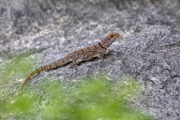 Image showing Cuvier's Madagascar Swift, Oplurus cuvieri, Tsingy de Bemaraha. Madagascar wildlife