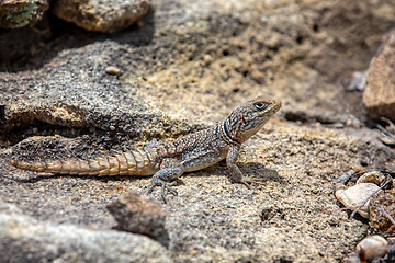 Image showing Merrem's Madagascar swift, Oplurus cyclurus, Andringitra National Park. Madagascar wildlife