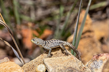 Image showing Merrem's Madagascar swift, Oplurus cyclurus, Isalo National Park. Madagascar wildlife