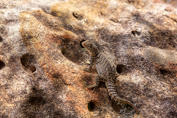 Image showing Merrem's Madagascar swift, Oplurus cyclurus, Isalo National Park. Madagascar wildlife