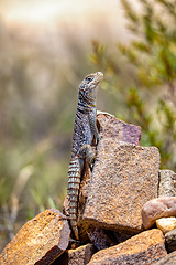 Image showing Merrem's Madagascar swift, Oplurus cyclurus, Isalo National Park. Madagascar wildlife