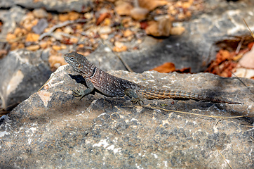 Image showing Merrem's Madagascar swift, Oplurus cyclurus, Tsimanampetsotsa National Park. Madagascar wildlife