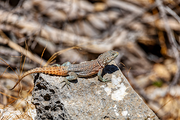 Image showing Merrem's Madagascar swift, Oplurus cyclurus, Tsimanampetsotsa National Park. Madagascar wildlife