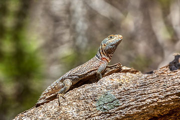 Image showing Merrem's Madagascar swift, Oplurus cyclurus, Arboretum d'Antsokay. Madagascar wildlife