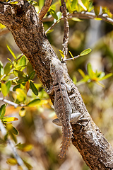 Image showing Merrem's Madagascar swift, Oplurus cyclurus, Arboretum d'Antsokay. Madagascar wildlife