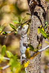 Image showing Merrem's Madagascar swift, Oplurus cyclurus, Arboretum d'Antsokay. Madagascar wildlife