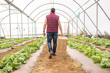 Image showing Agriculture, greenhouse and back view of farmer on farm checking plants, organic crops or growth of vegetables. Agro, sustainability and man or small business owner working in nursery or conservatory