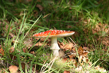 Image showing fly agaric