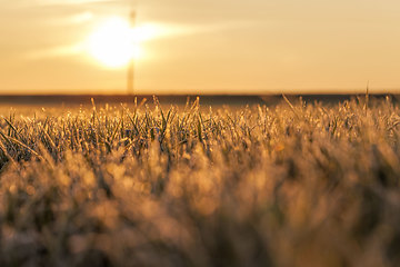 Image showing fertile field during sunset or dawn