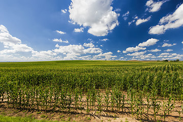 Image showing agricultural field with a crop