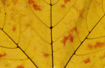 Image showing closeup maple trees