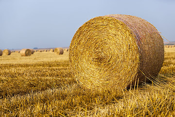 Image showing agricultural field with straw stacks