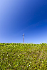 Image showing agricultural field with a crop