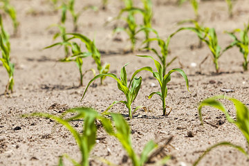 Image showing agricultural field with a crop