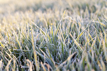 Image showing winter weather in an agricultural field