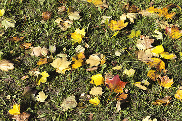 Image showing leaf fall in autumn and on maple trees