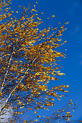 Image showing autumn and on birch trees,