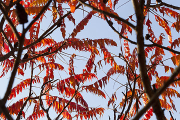 Image showing autumn the leaves fall