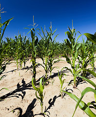 Image showing sweet corn is grown