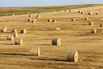 Image showing a stack of straw