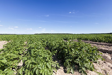Image showing potatoes are grown