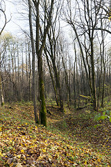 Image showing different plants during the autumn season