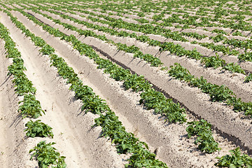 Image showing an agricultural field where potatoes