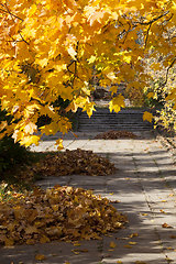 Image showing different plants during the autumn season