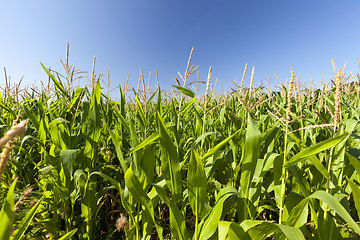 Image showing agricultural field where sweet corn is grown